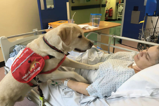 A dog at the bedside of a patient