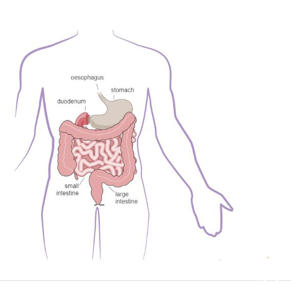 Digestive system part one