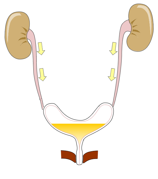 micturition part three